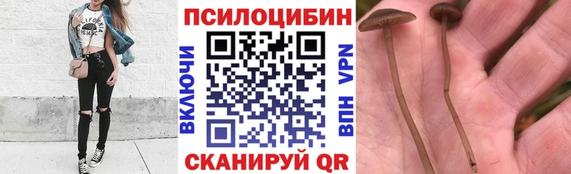 Псилоцибиновые грибы Psilocybine cubensis  omg сайт  Нестеров 